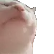 catgif